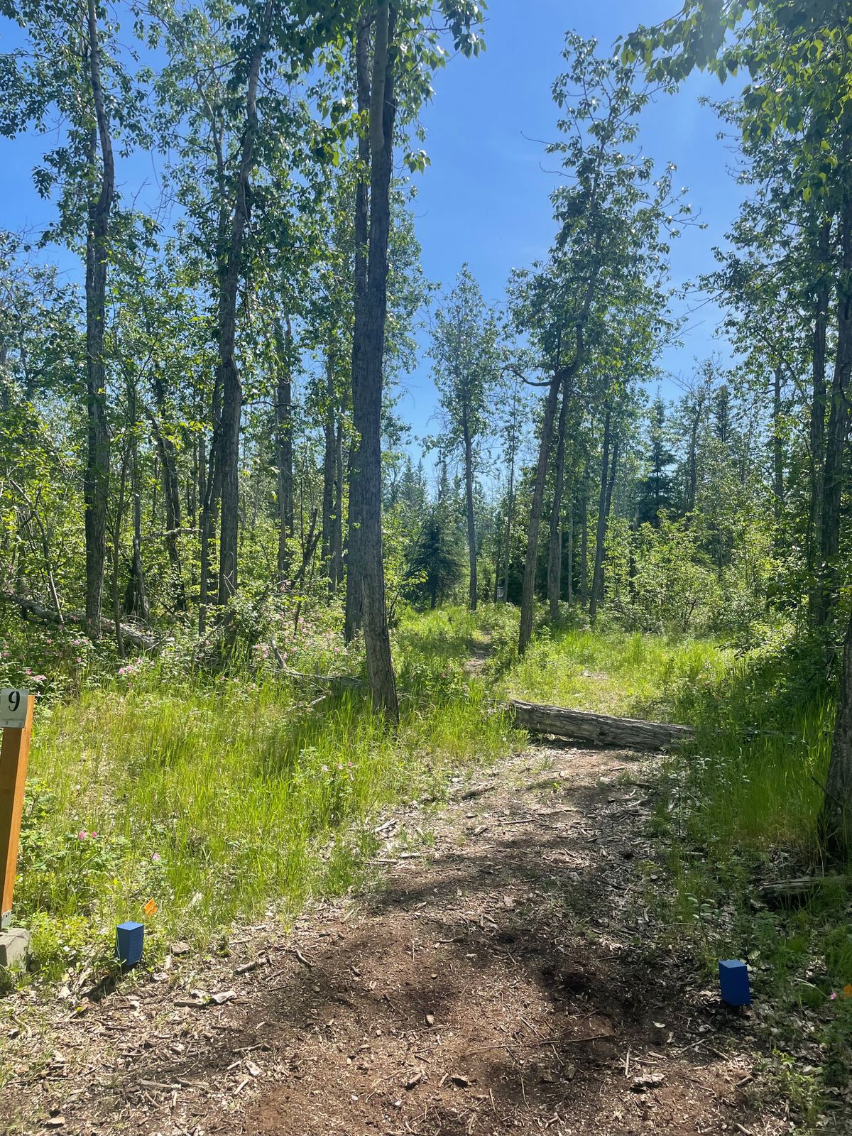 Hole 9 Summer Vibes