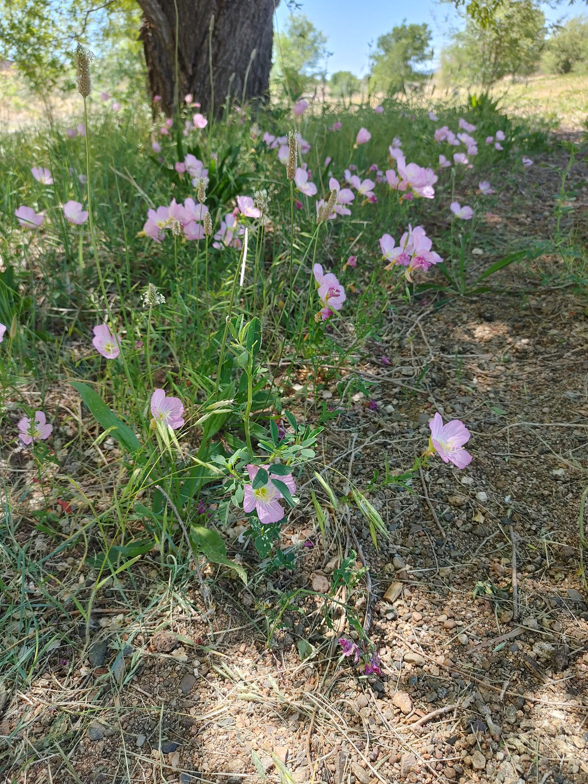 Enjoy the shade when you can