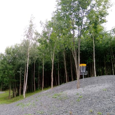 Väylän #8 kori (13.7.2023).