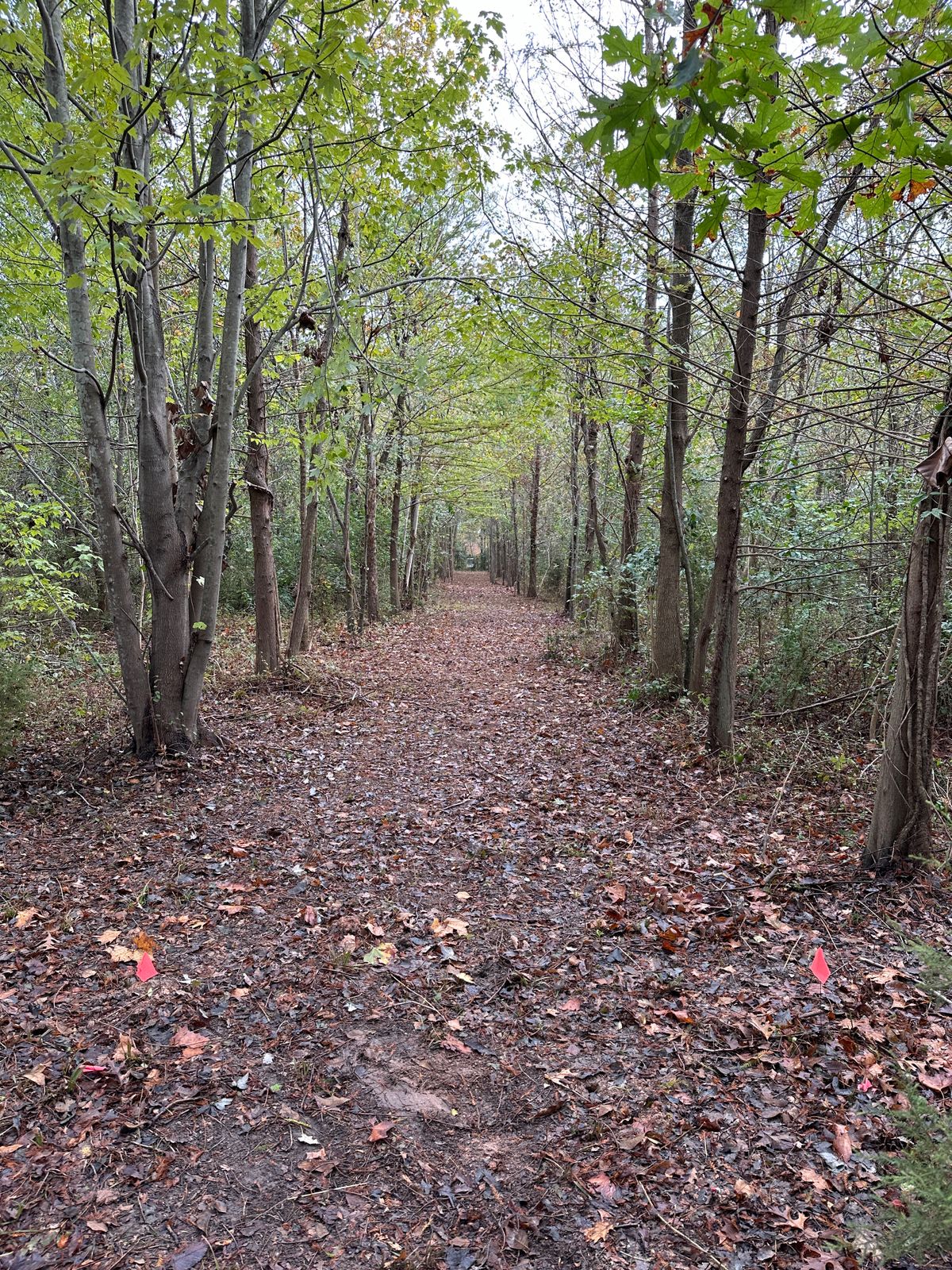 Hole 4 tee