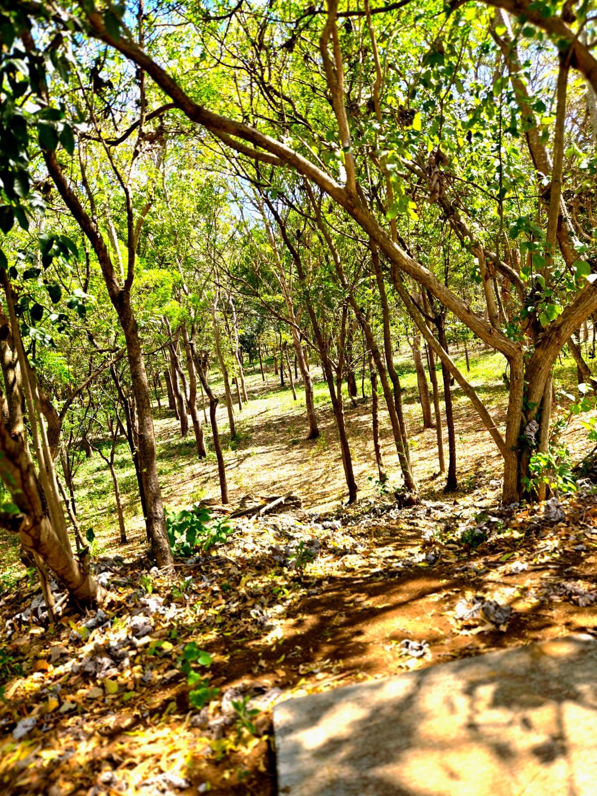 Hole 17th elevated Tpad 185 feet