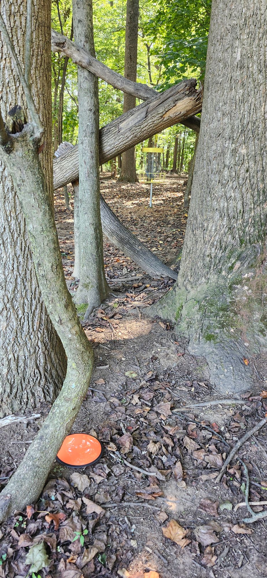 Basket surrounded by trees, and they add obstacles in front of basket. Why??