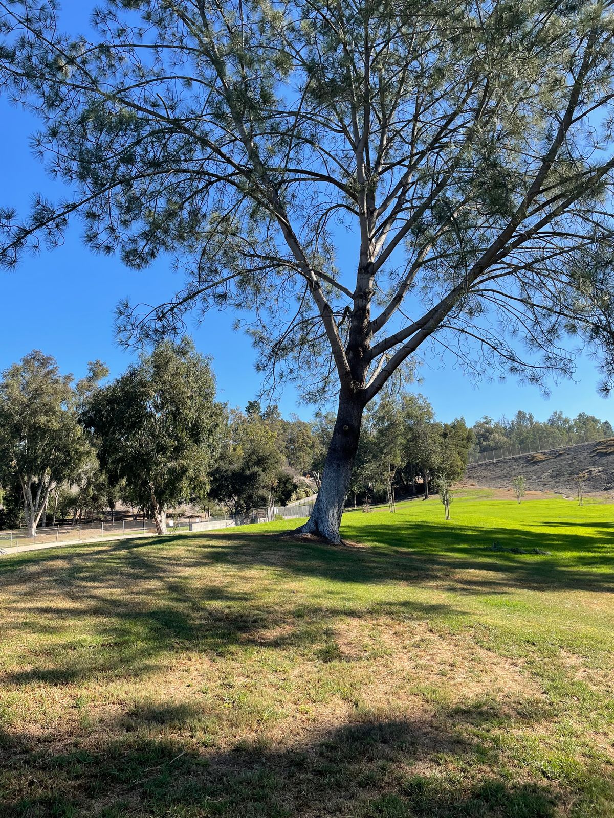 Hole 4 target tree.