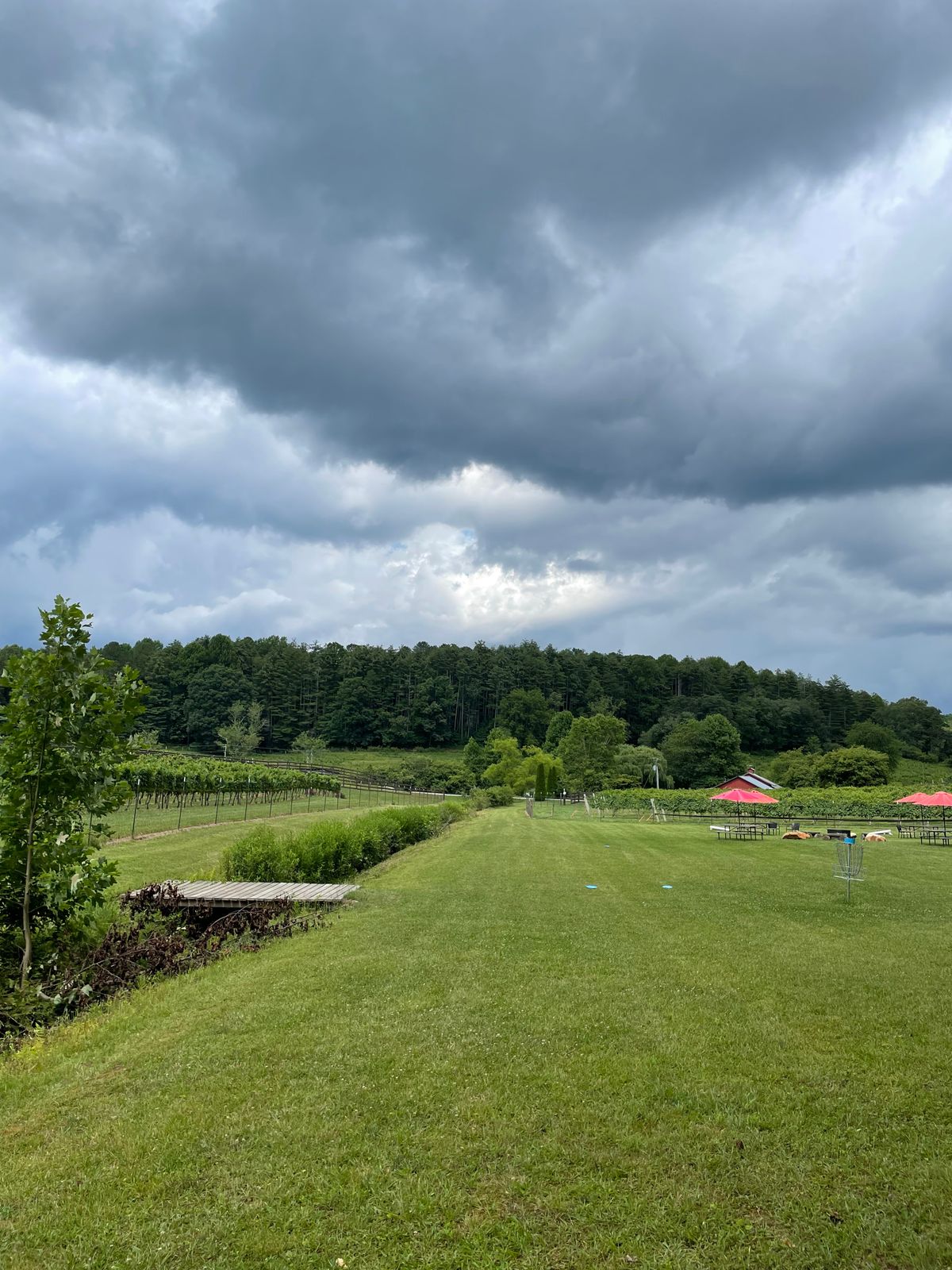 Fairway of hole 2 through the vineyard.