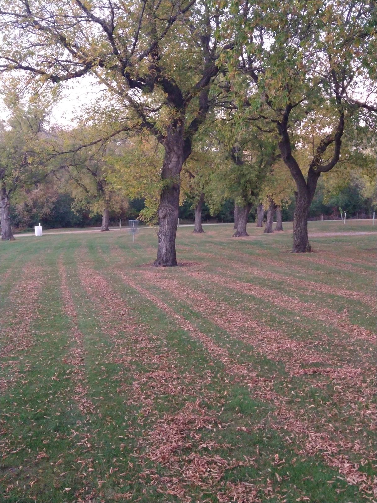 Well trimmed, thick grass. Nice park. Well marked course as well.