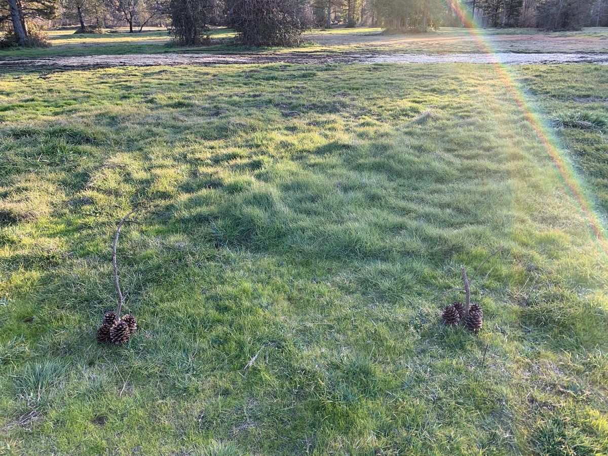 Temporary Tee Boxes, usually sticks with pine cones.