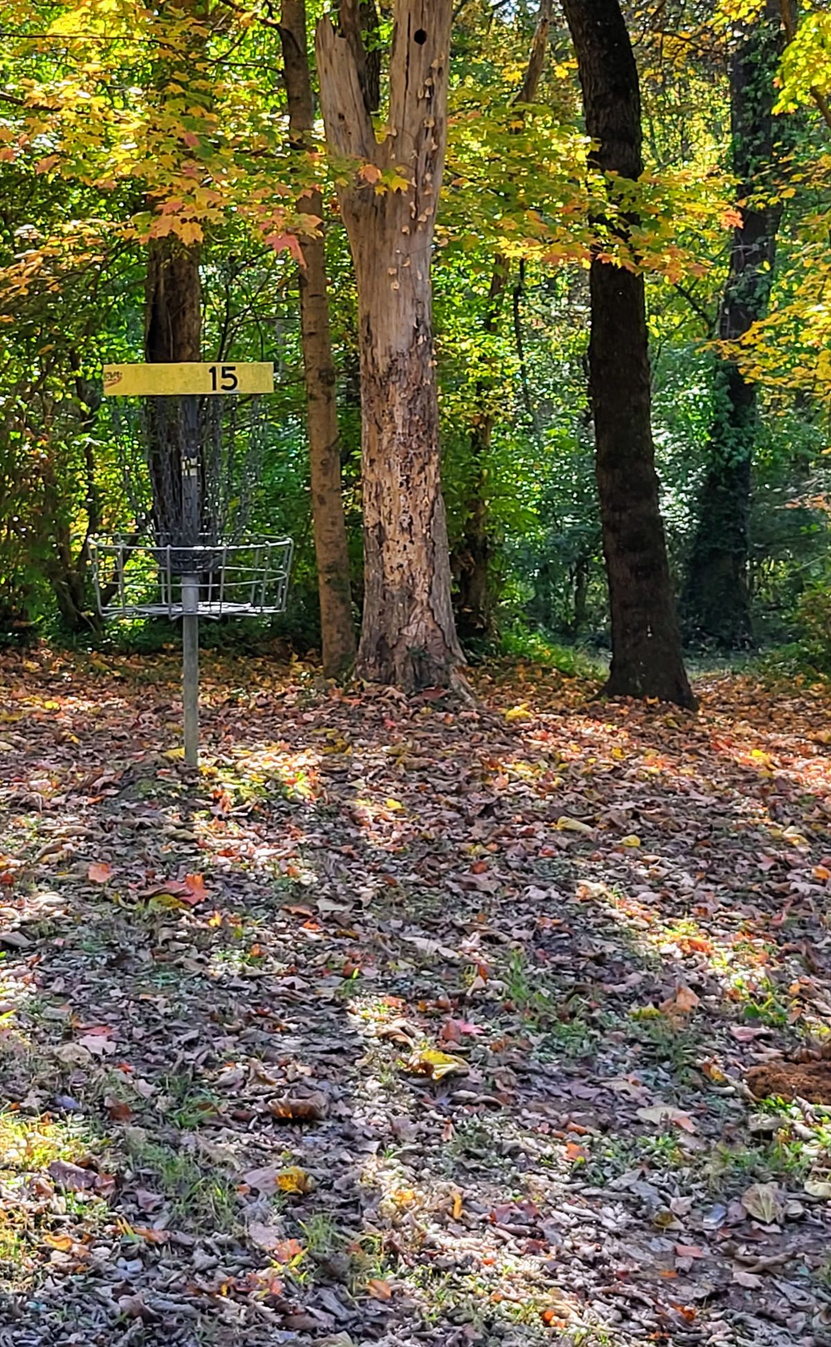 Hole 15 basket