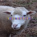winstonthesheep