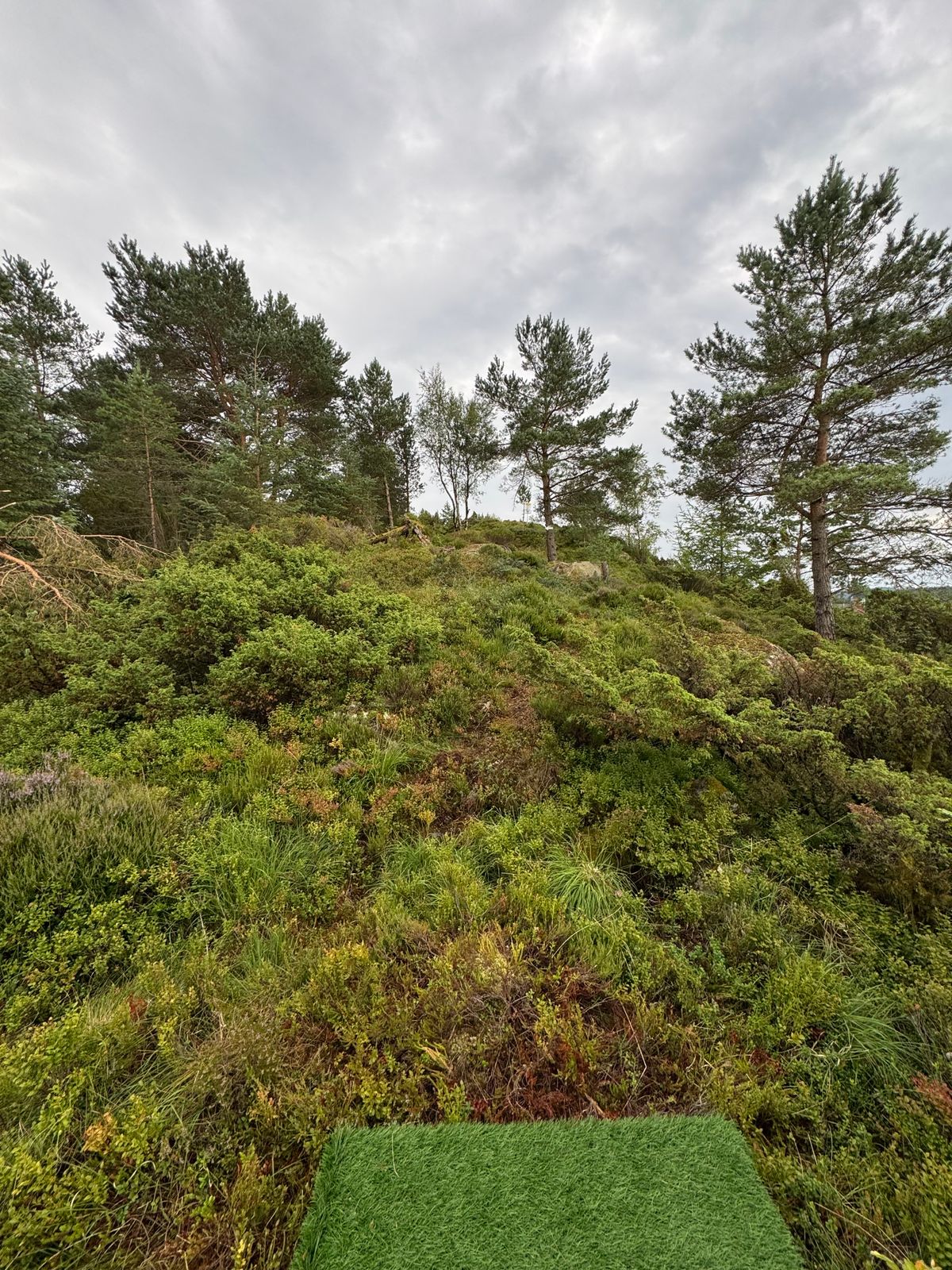 Mando venstre for treet