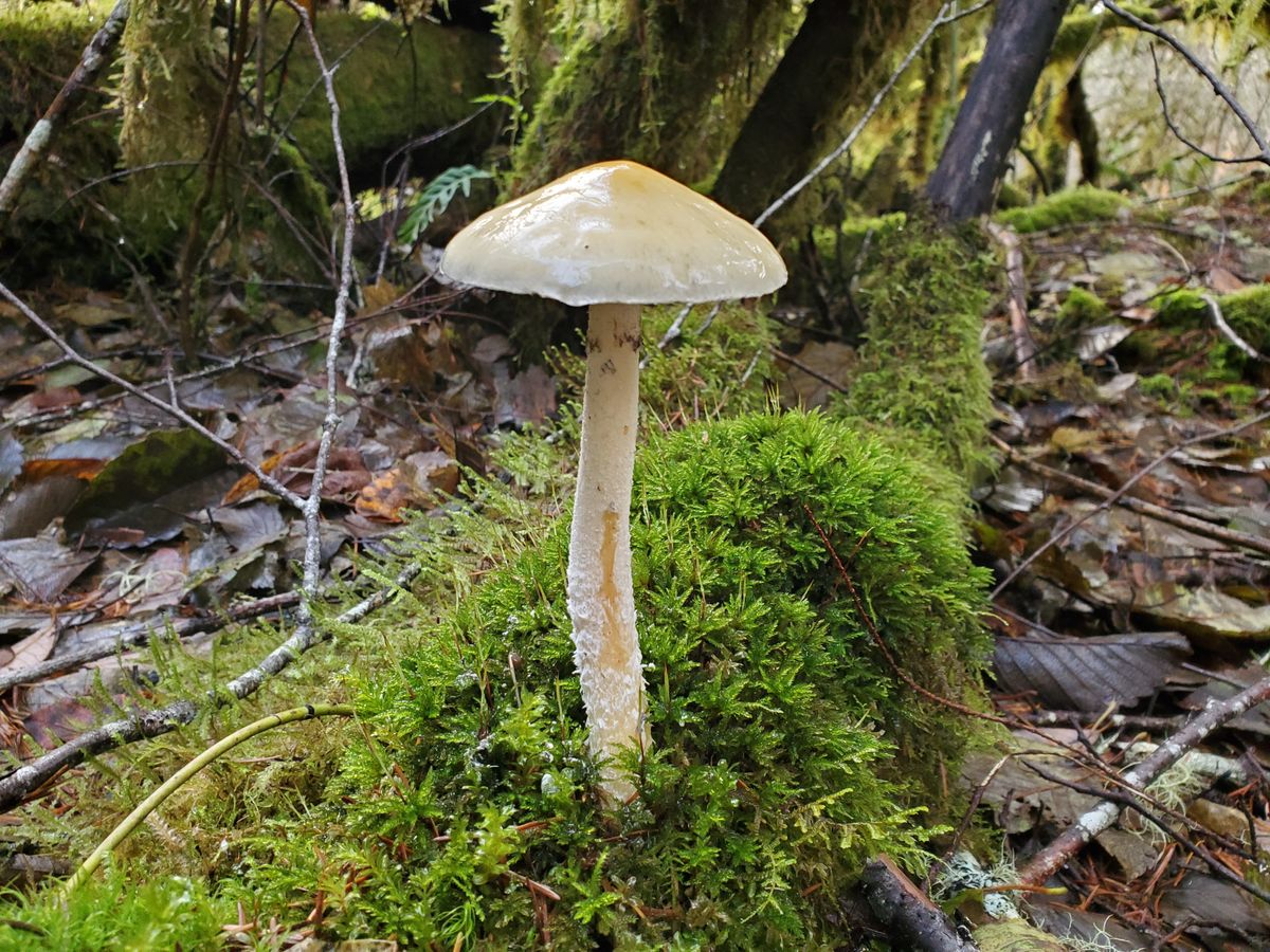 Lots of shrooms on the Blodgett woods course.