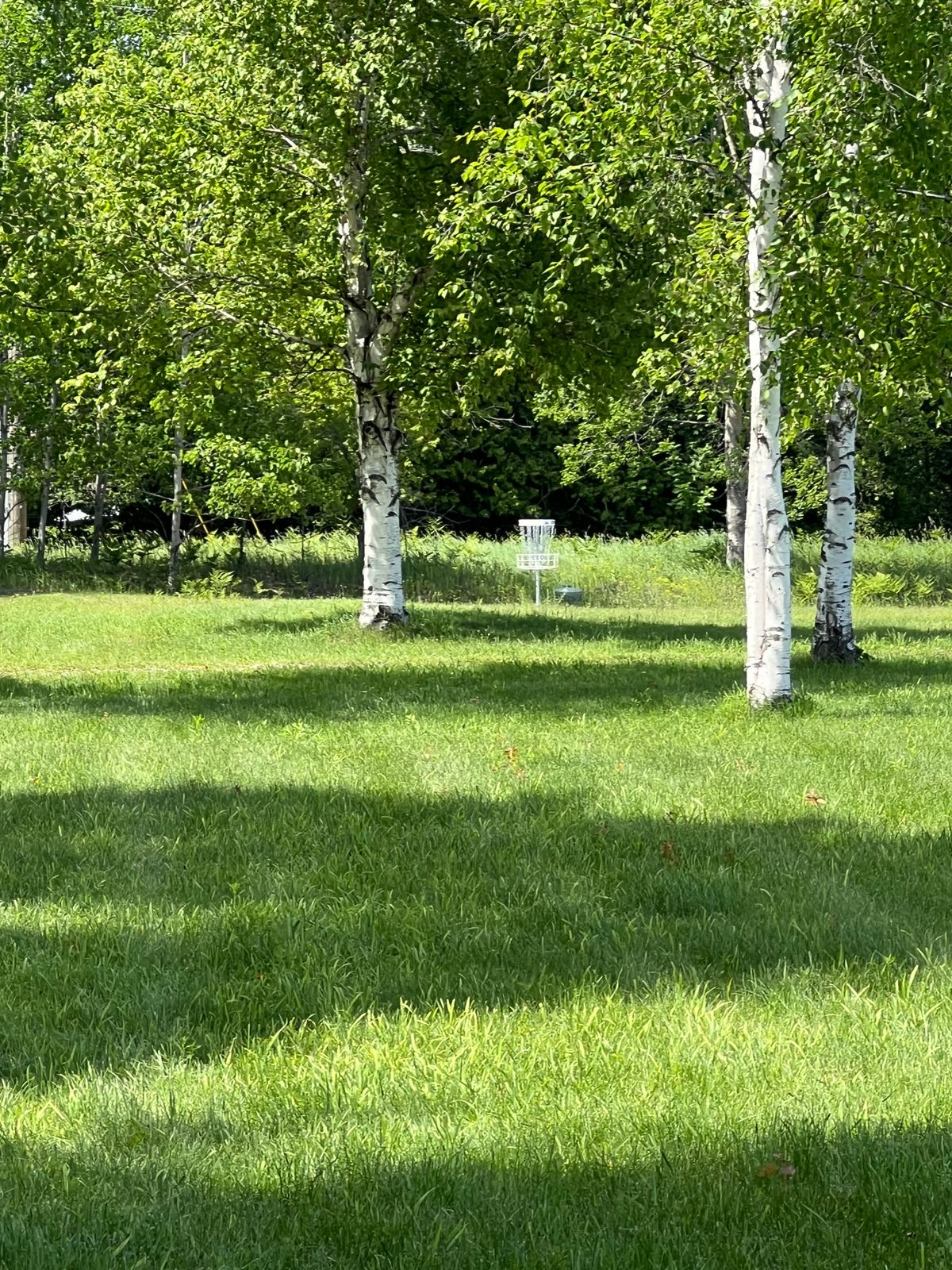 Number 9 (18)
#9 - left of the 4 birch trees. A drop zone is marked across the path, throwing between two birch trees (after penalty stroke)
#18 - straight(ish) shot, no mando
