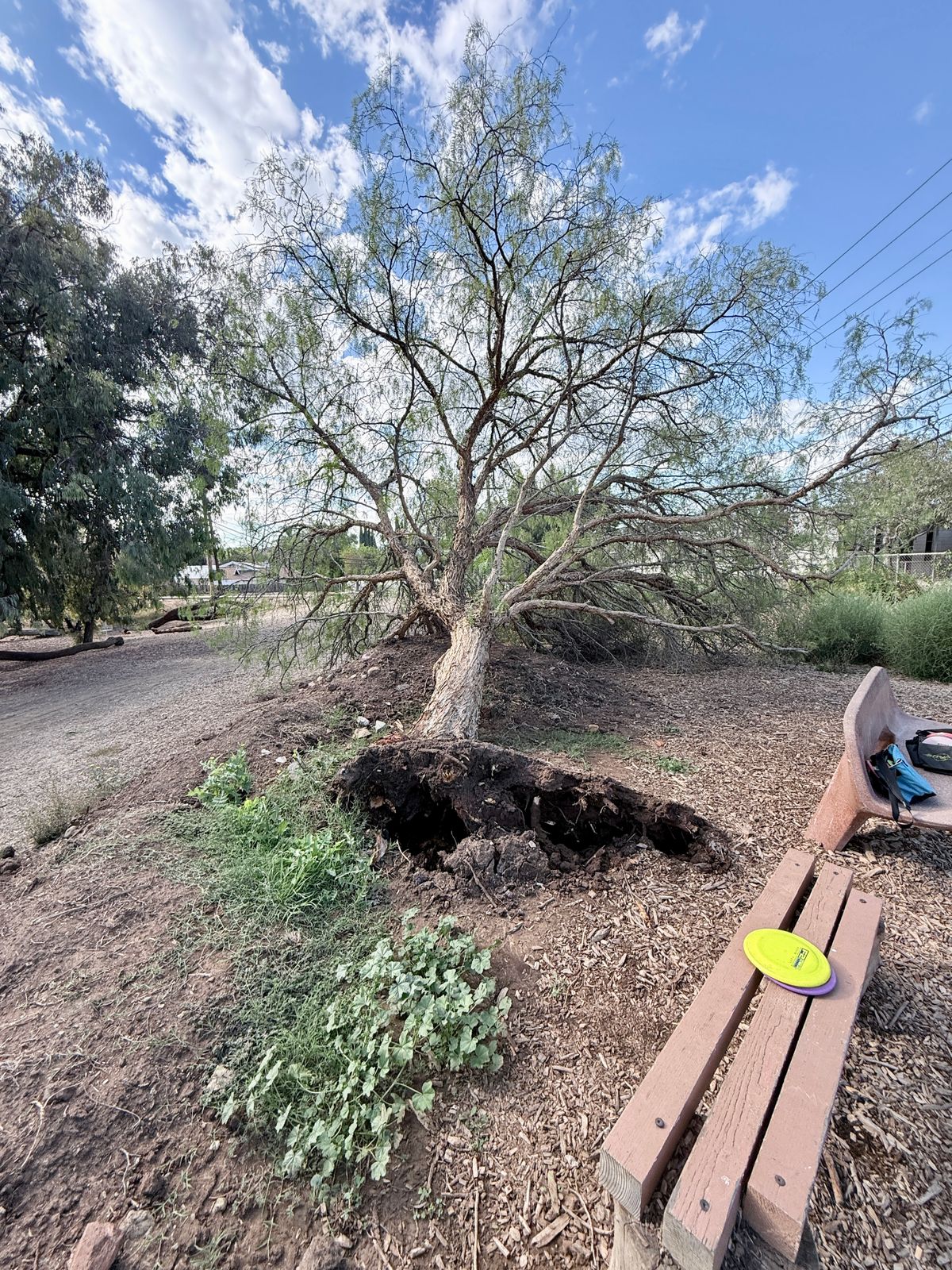Tree at Hole 3 tee pad has fallen down. Taken 9/23/25