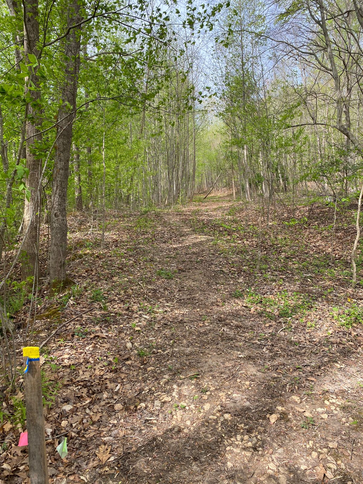 Hole 5. Uphill straight shot with basket hidden in the right.