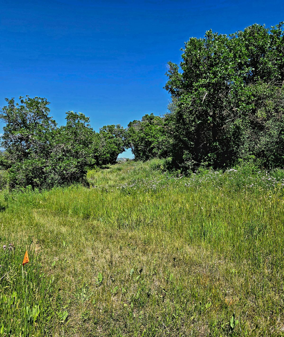 Newly cleared hole 8 from the tee