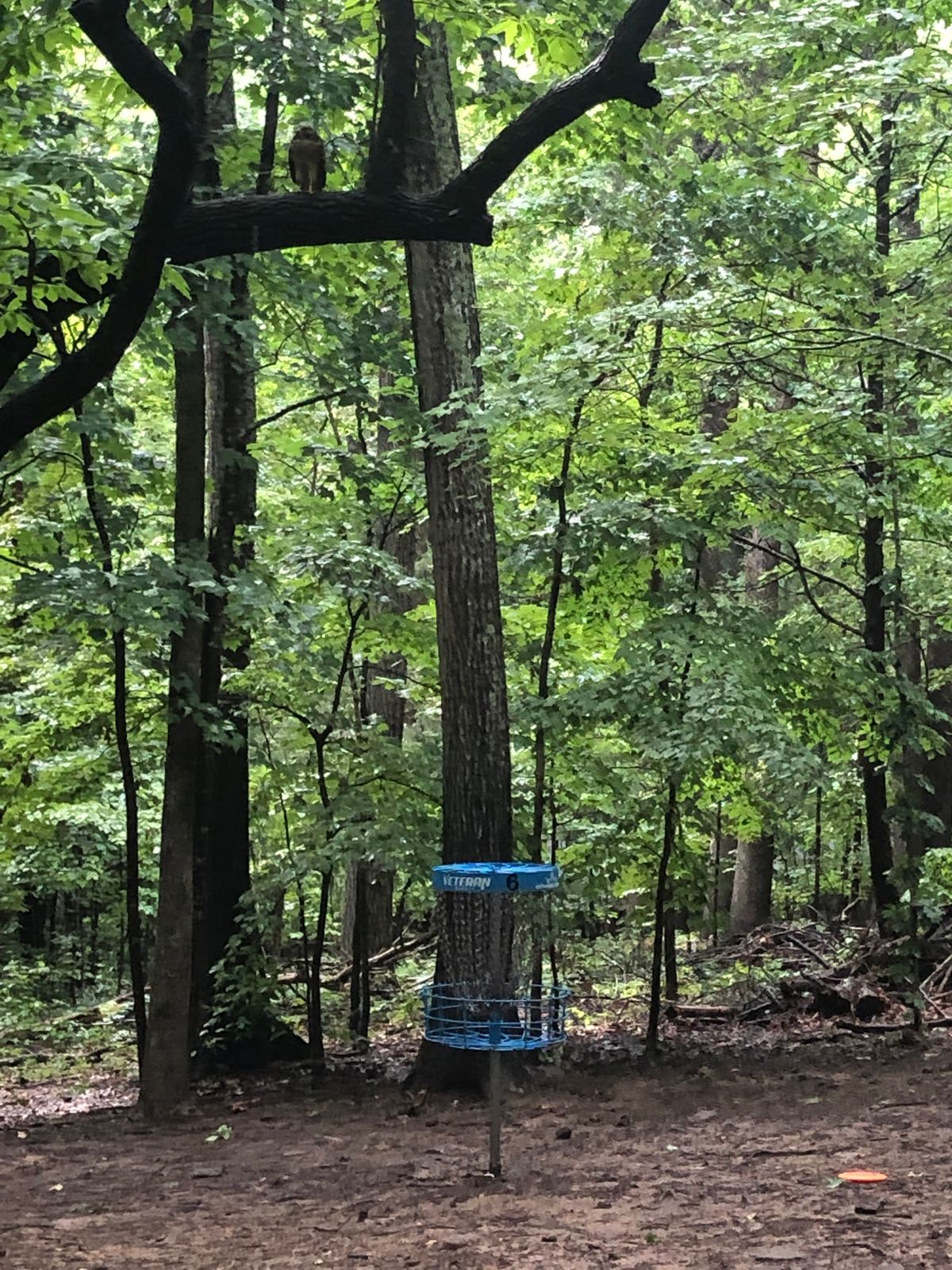 Hawk on guard