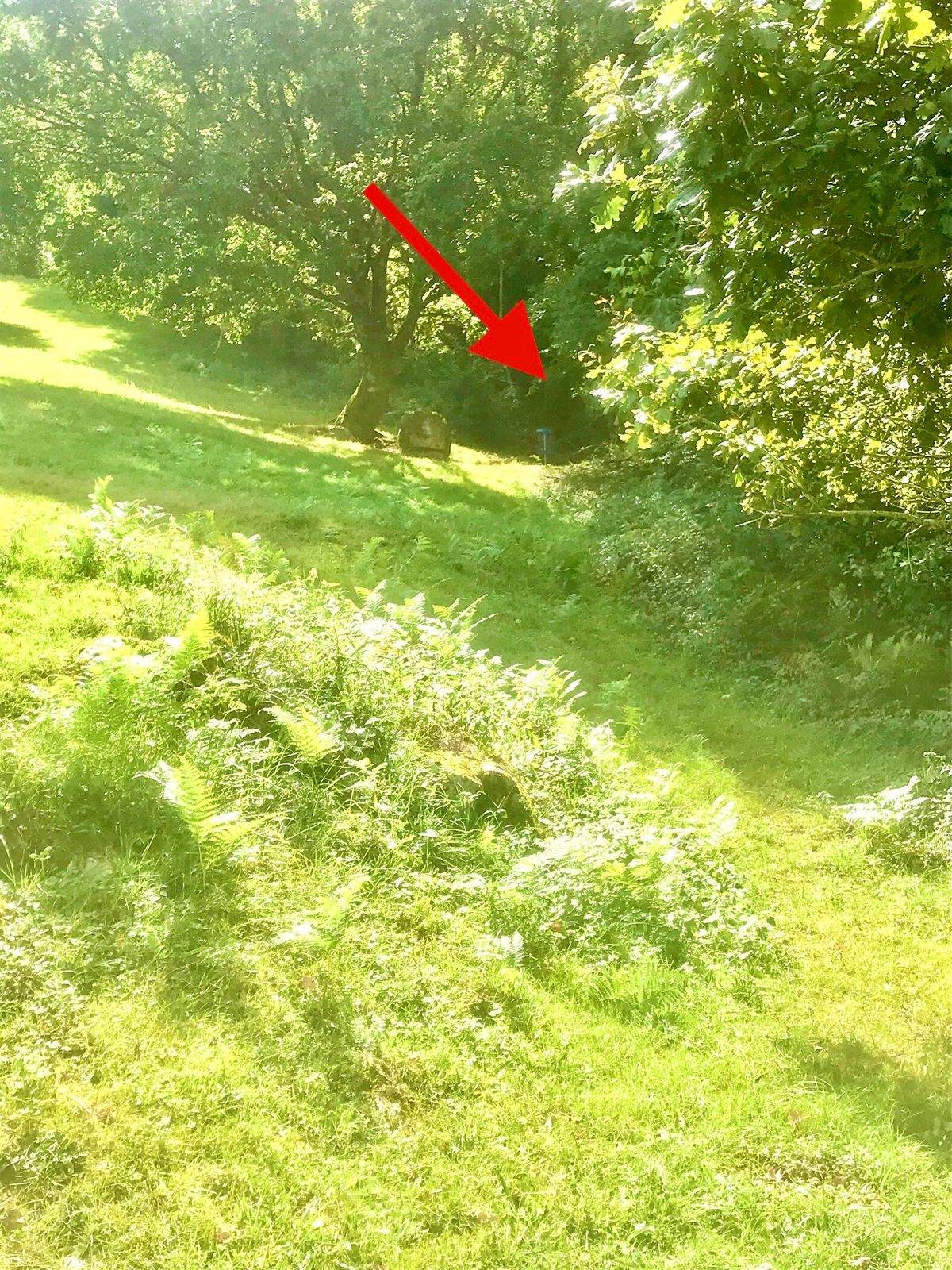 #5 basket location, view from tee