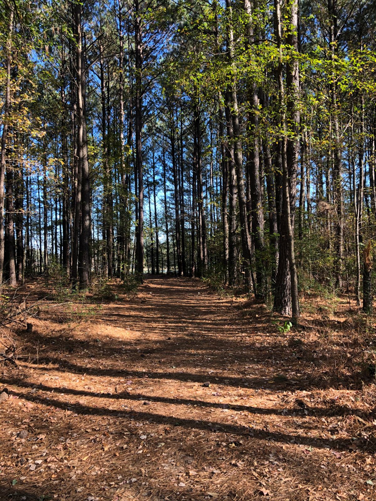 Hole 6