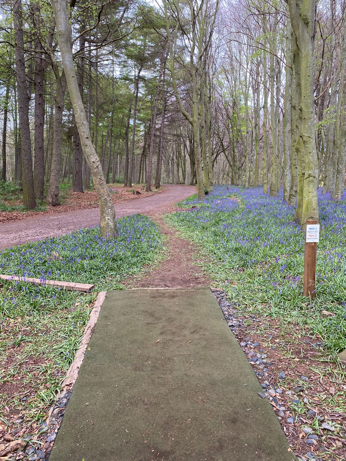 Peak Bluebells (May 2021)