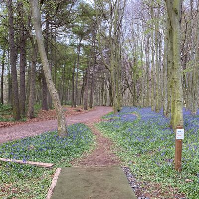 Peak Bluebells (May 2021)