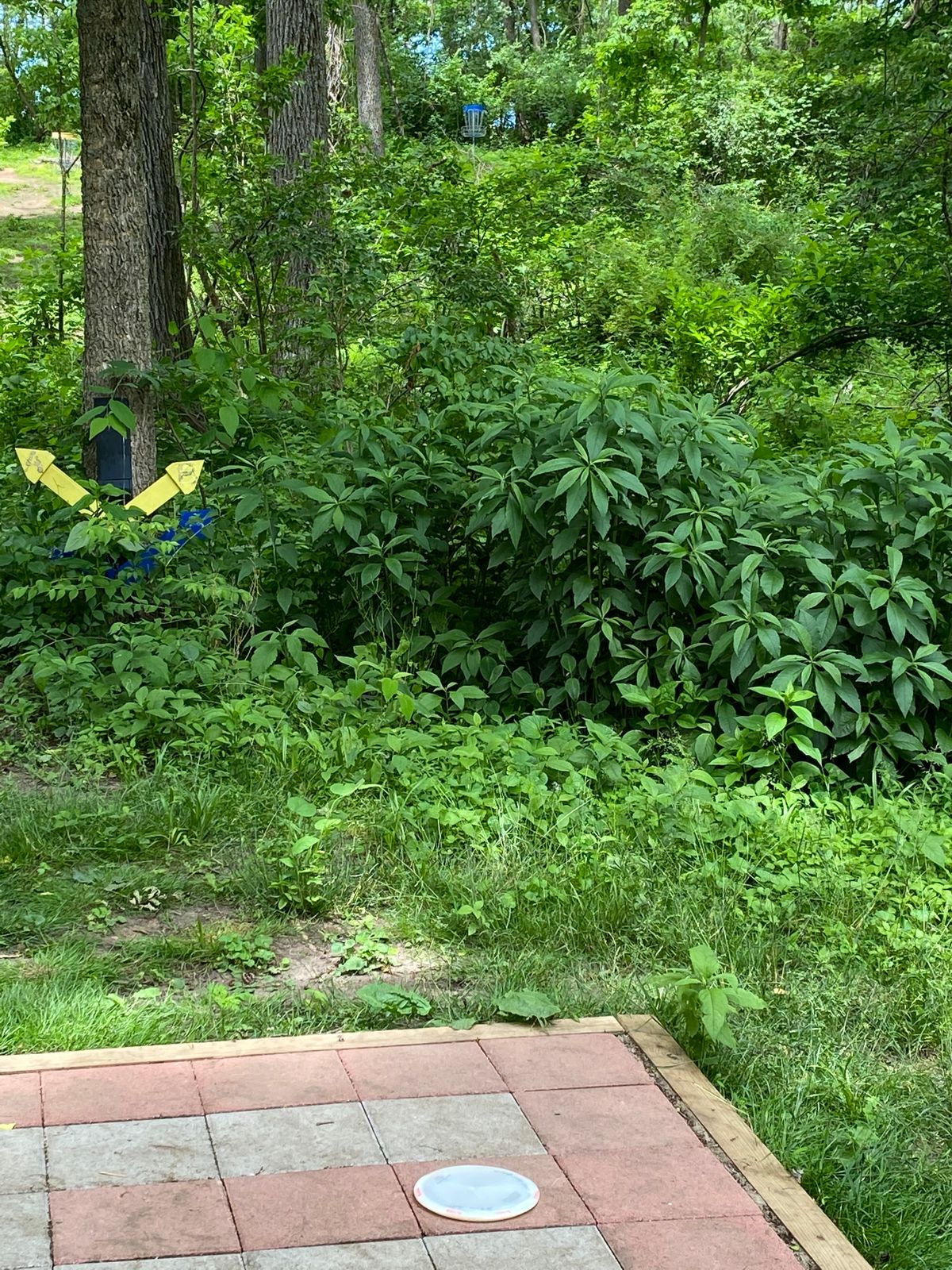 Tee #15- blue basket to right of tree - tight shot