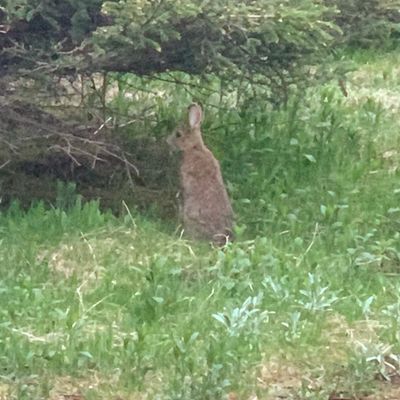 Daves Place  - Rabbit poop everywhere