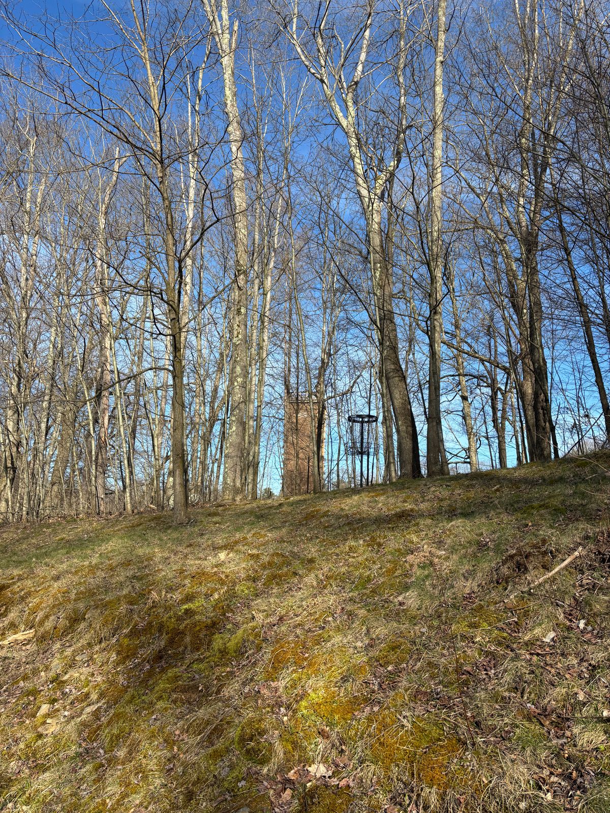 Hole 7 looking up at green