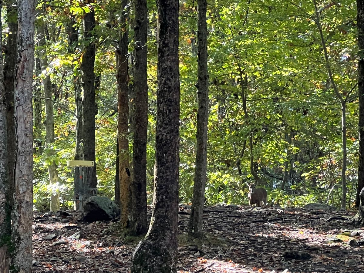 A deer making it’s circle 2 putt for birdie on hole 4