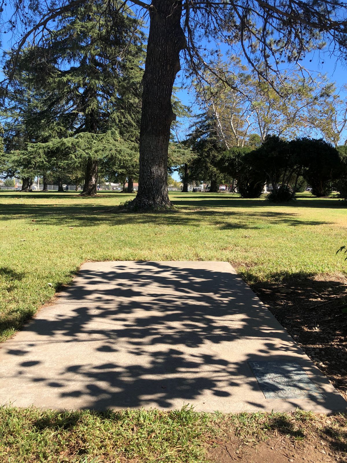 Hole #5 why are trees?