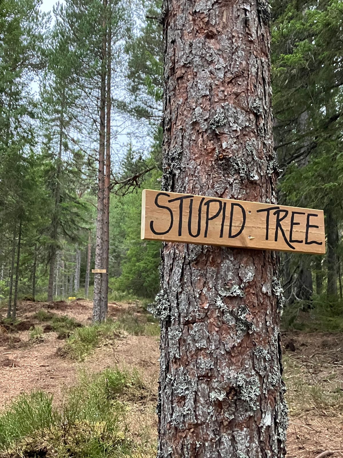 A lot of stupid trees at hole 13