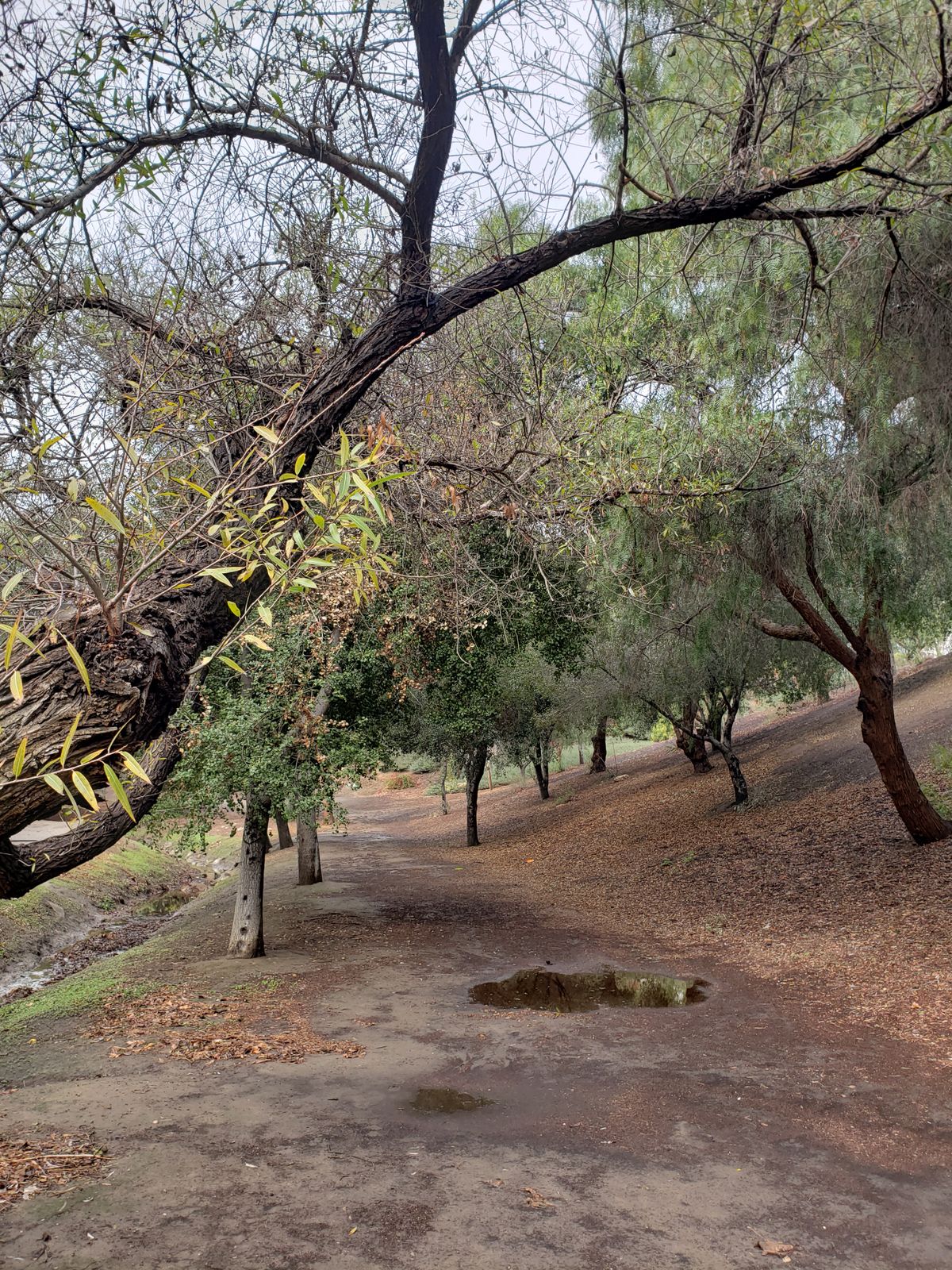 Fairway for hole #12.