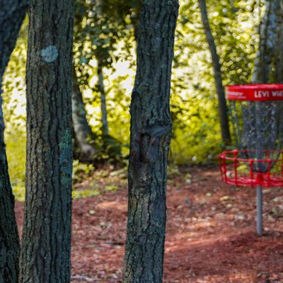 @ShelbyFramesTheDisc