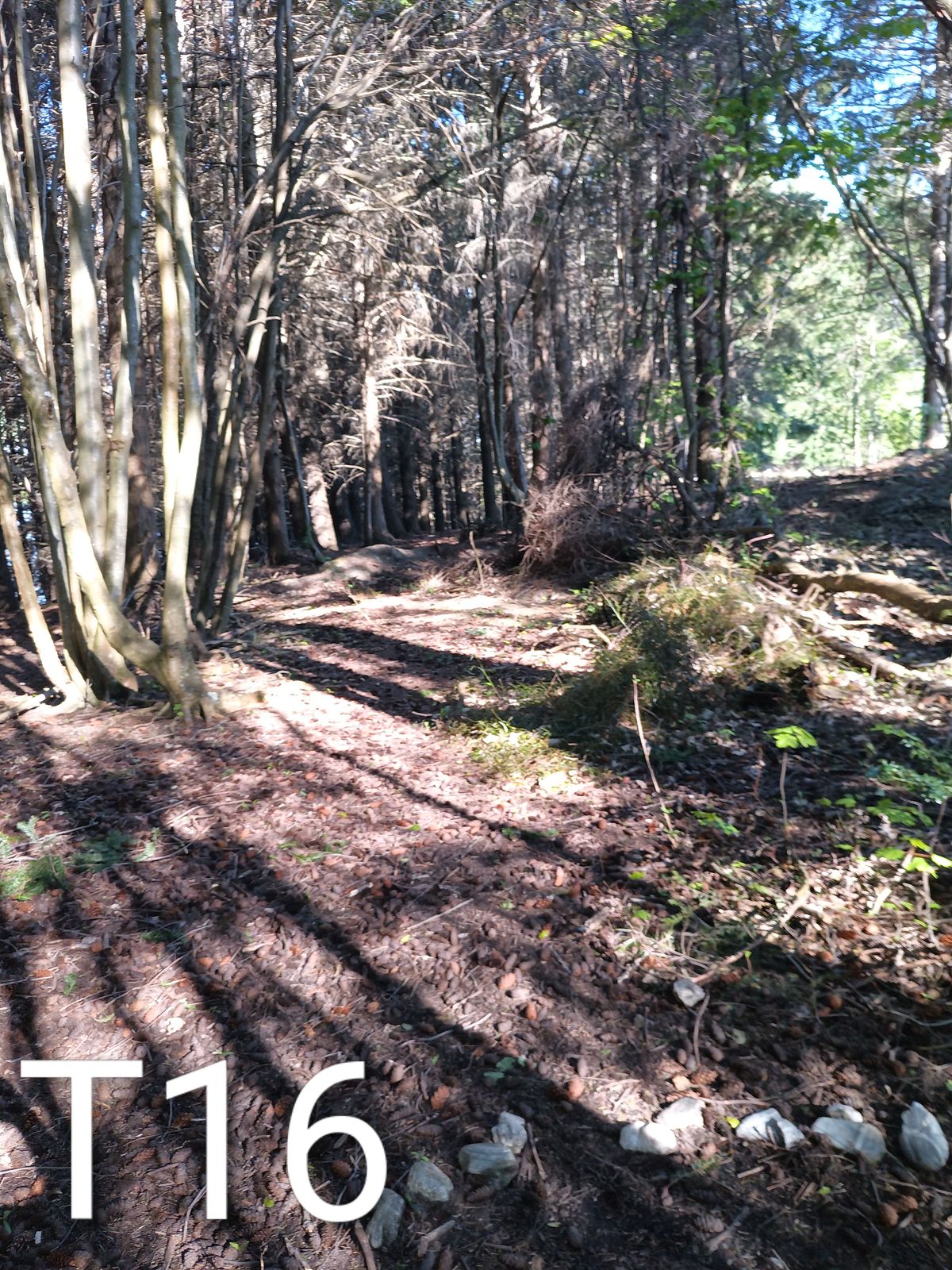 65m starting straight then finishing to the right down the hill a little. Don't go left