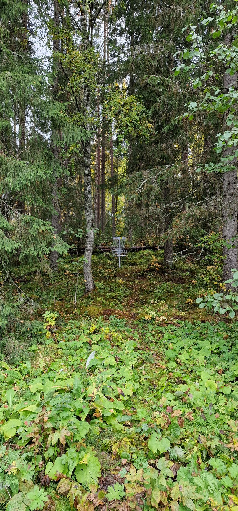 Hål sju ett klurigt dog leg hål åt höger 🥏