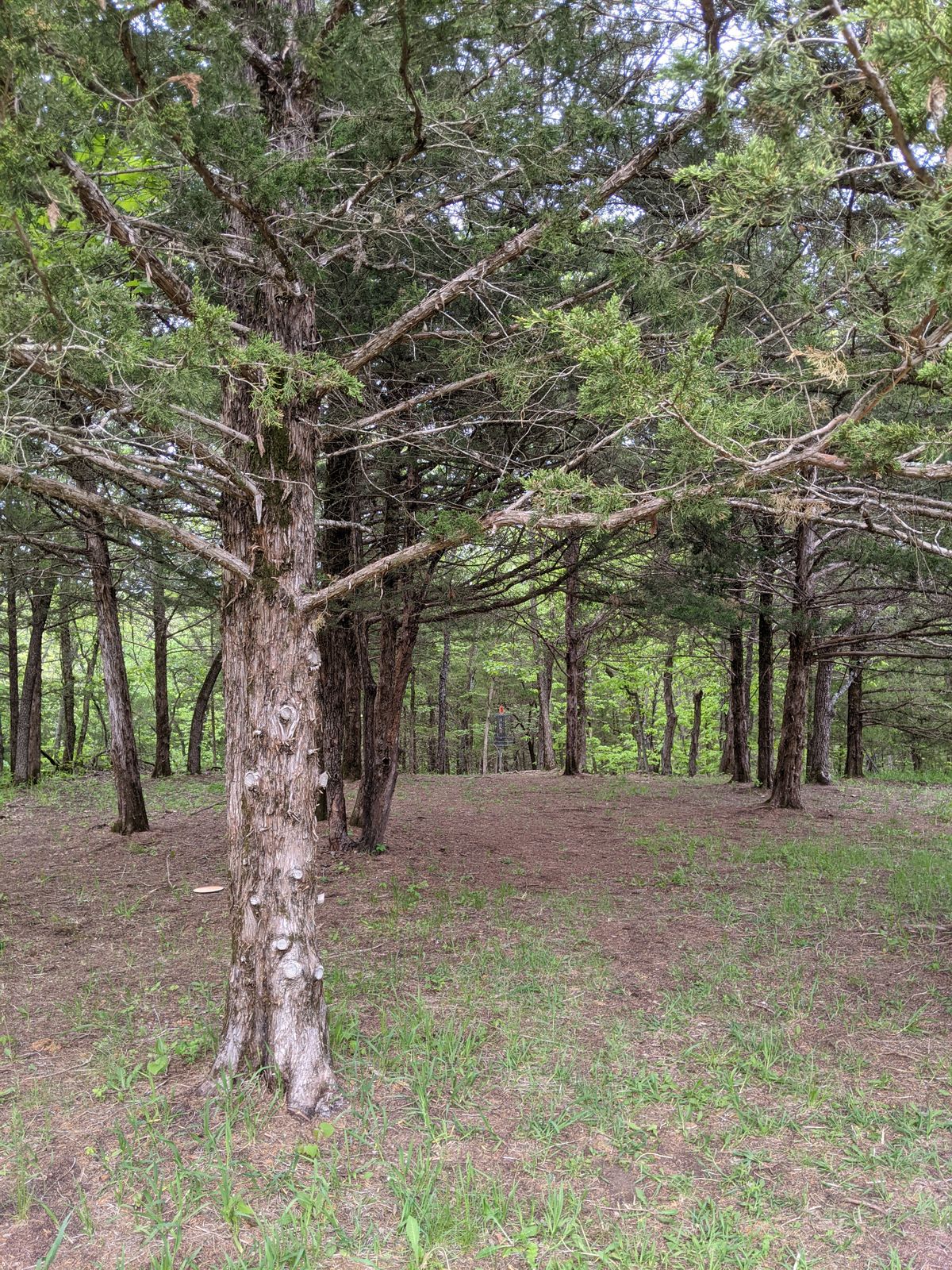Fairway 5