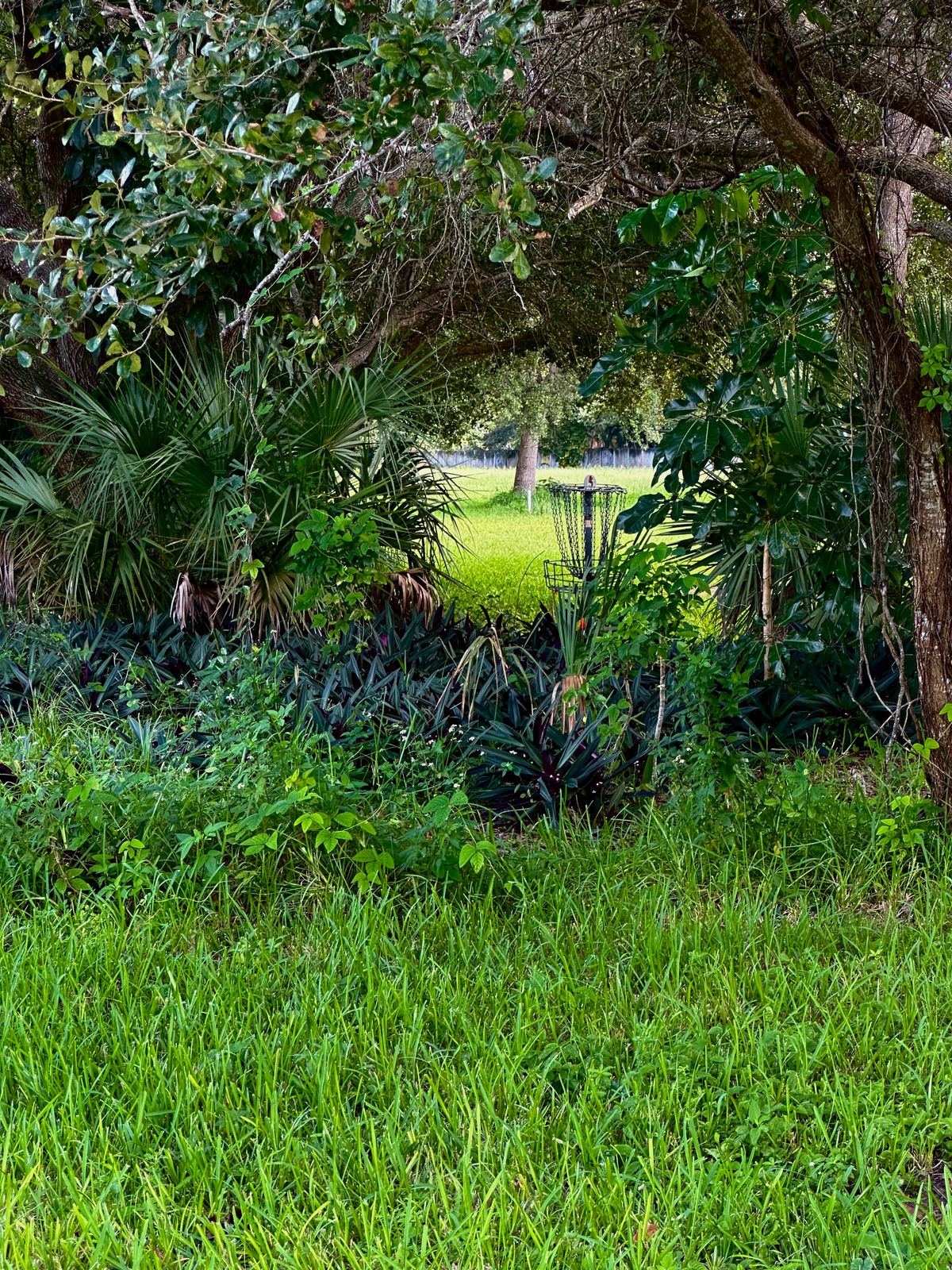 Neglected course. Way overgrown. Easy to lose a disc in the grass.
