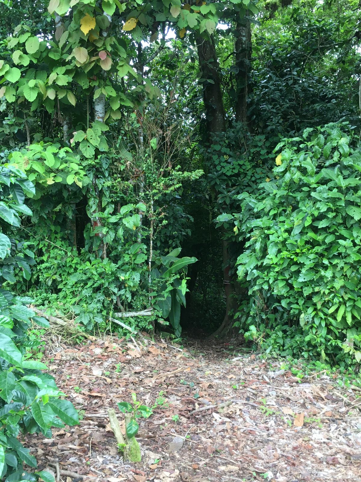 Trail to Hole 9