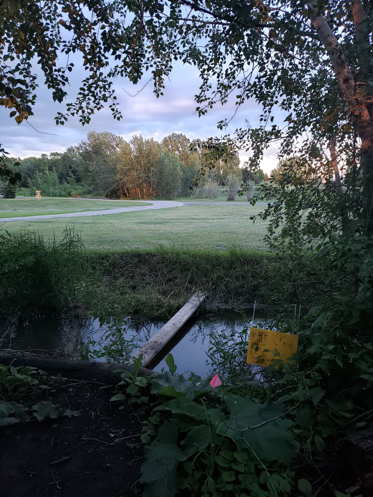 #5 tight tree tee pad, and into trees with hidden basket