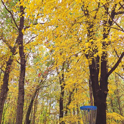 Hole 17 basket in full glory 🍁