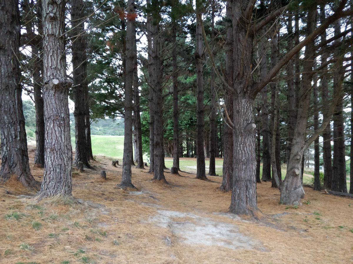 Hole 9 tee, basket in background