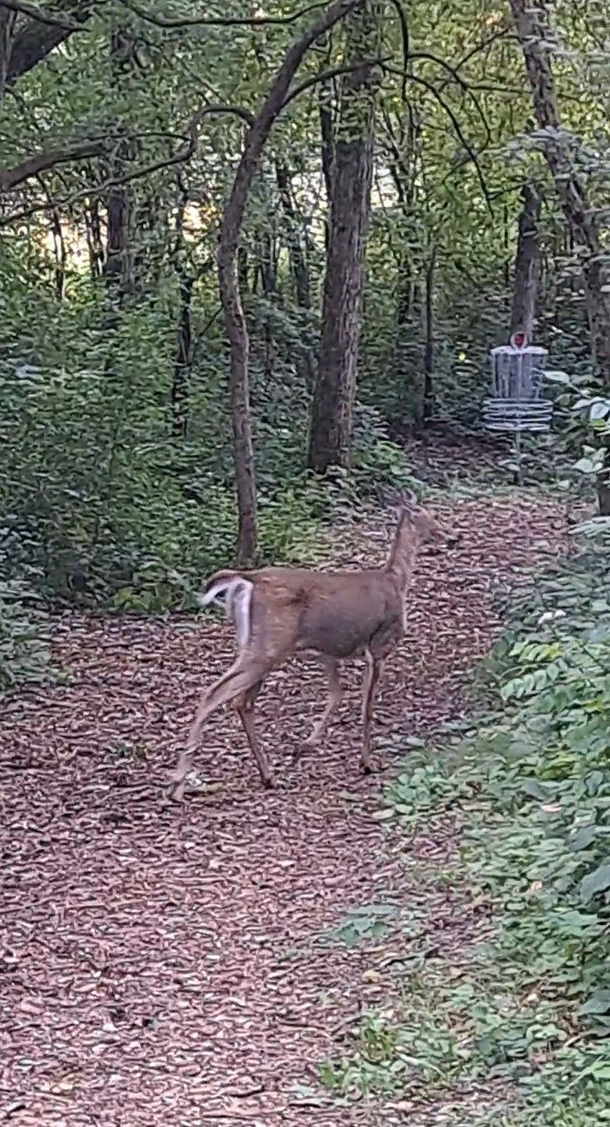 Deer on hole 4's fairway. 🦌