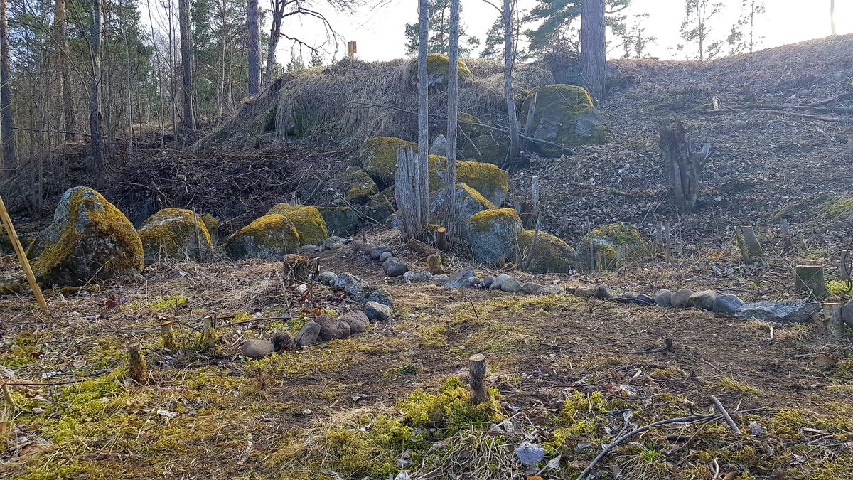 En oas växer fram vid hål 11-12. Sly har röjts och dragits bort och blåsippor fått mera ljus.