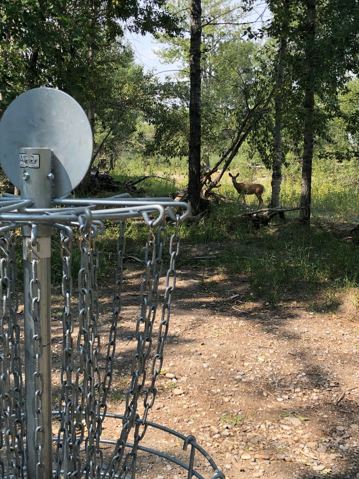 Hole 1 , had a deer watching us from near the river