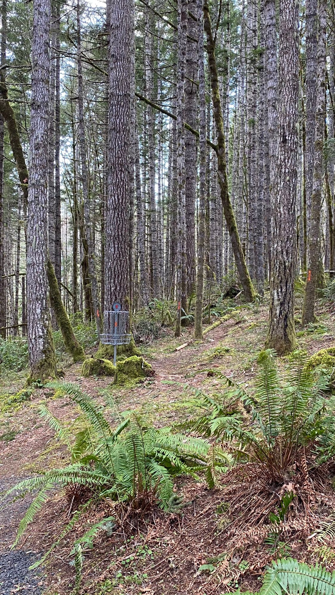 Approaching Hole 1