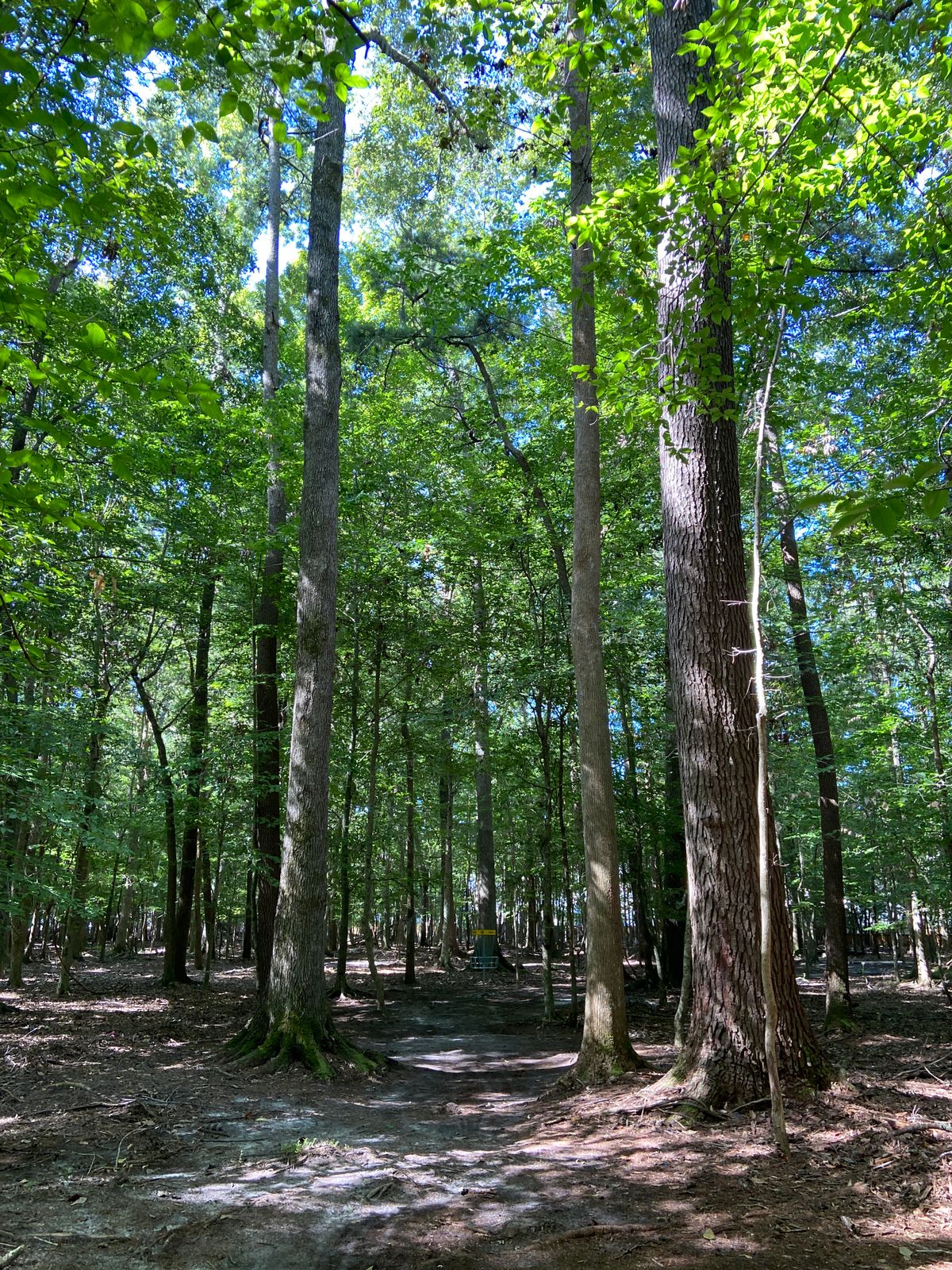 Hole 12 Basket