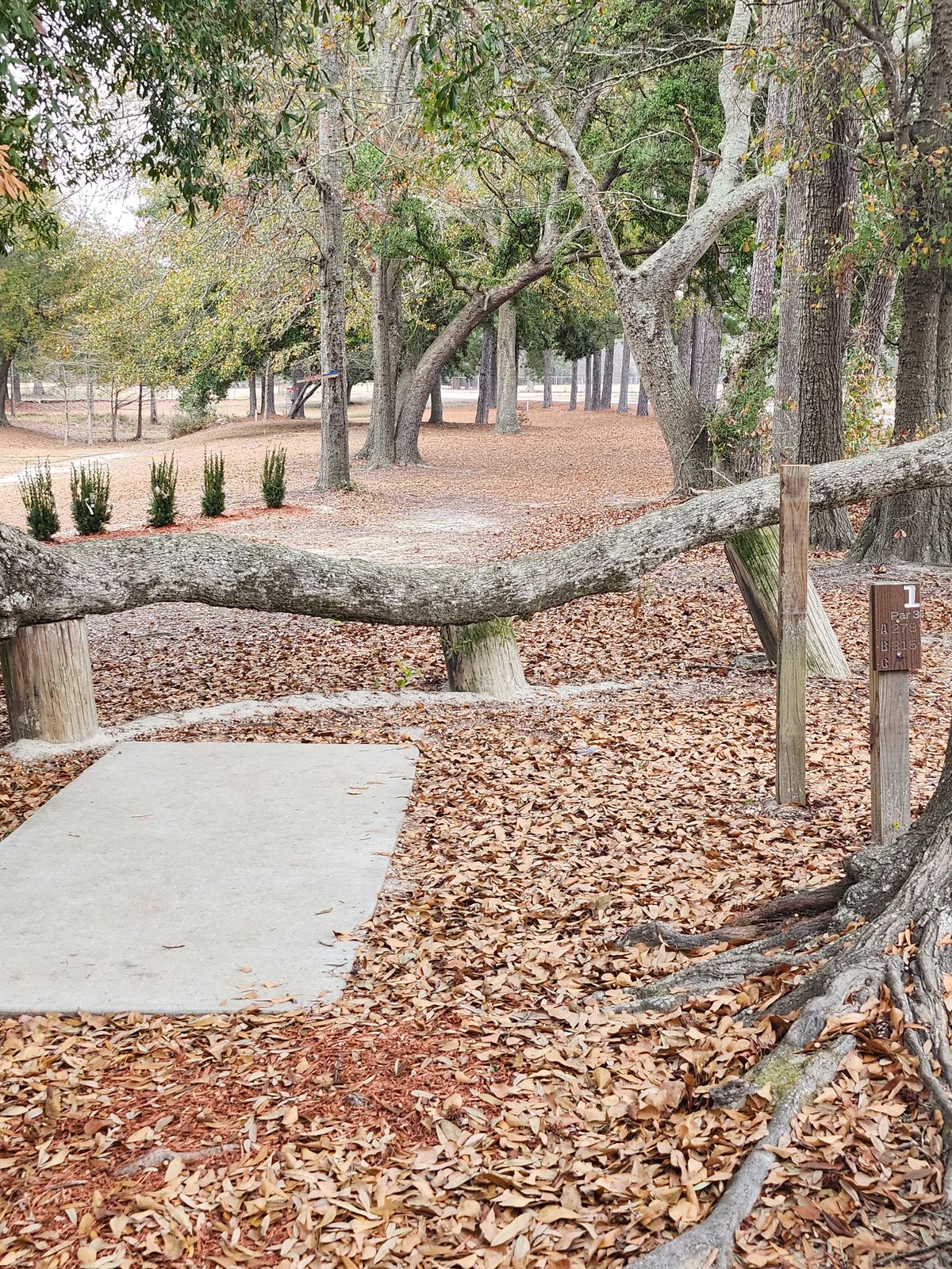 Hole 1 in the "ugliness" of winter