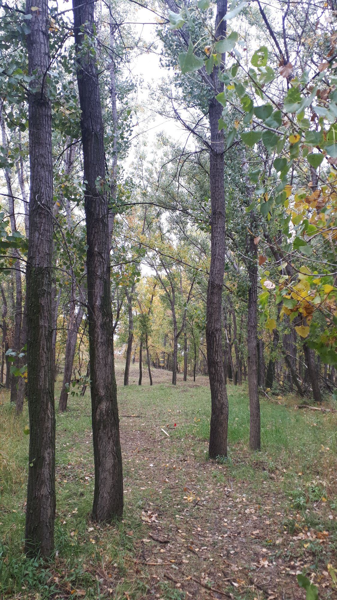 Hole 6 fairway.