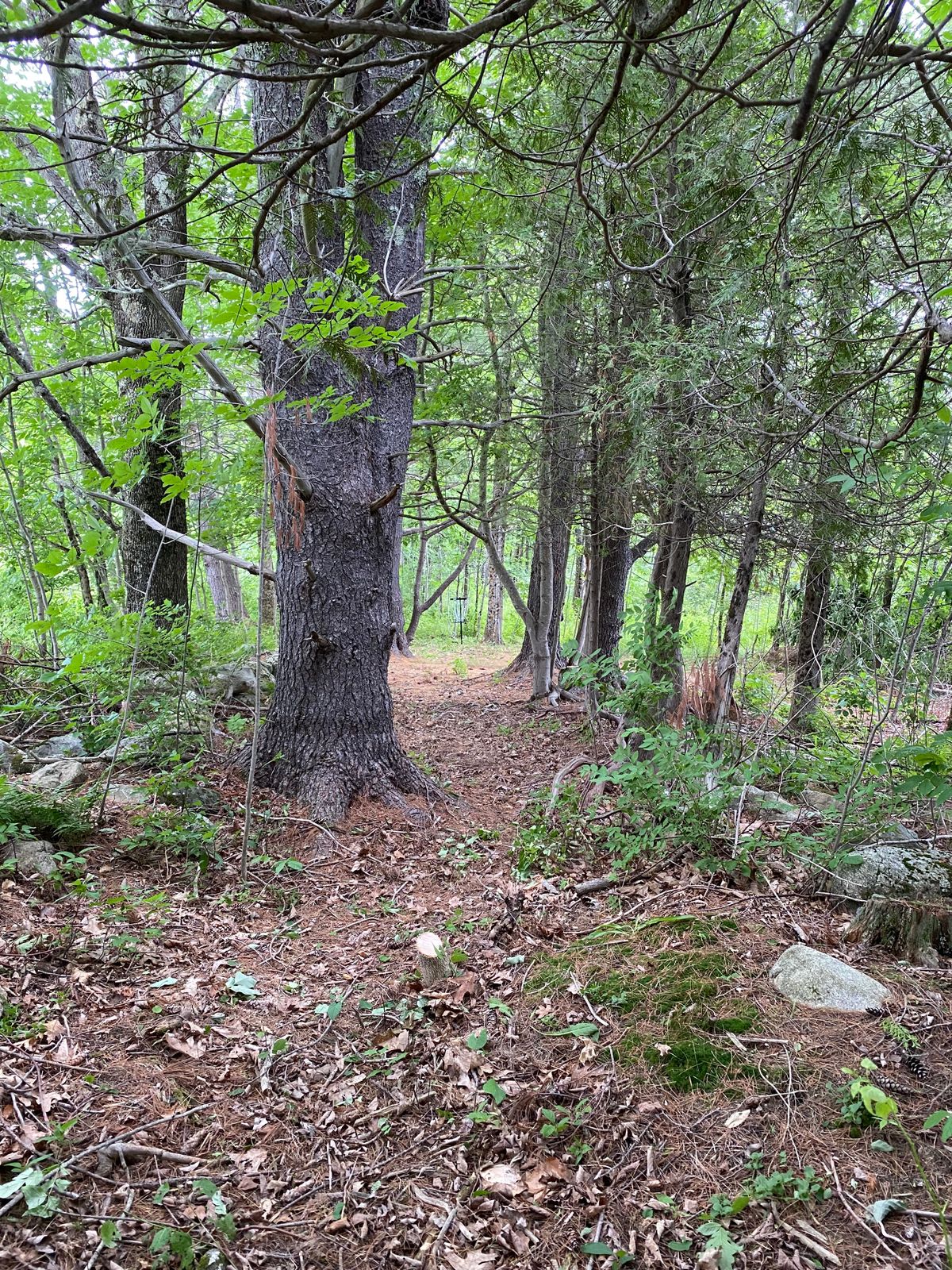 Hole 7