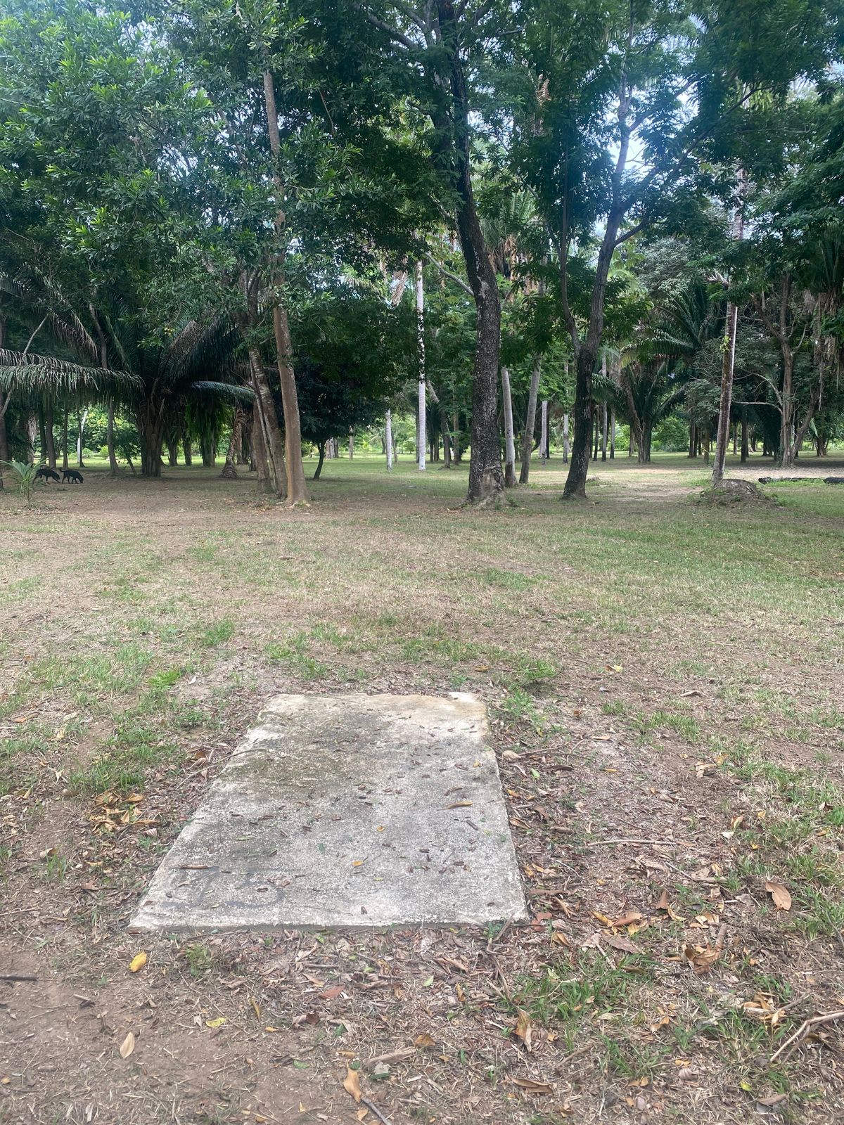 Hole 15