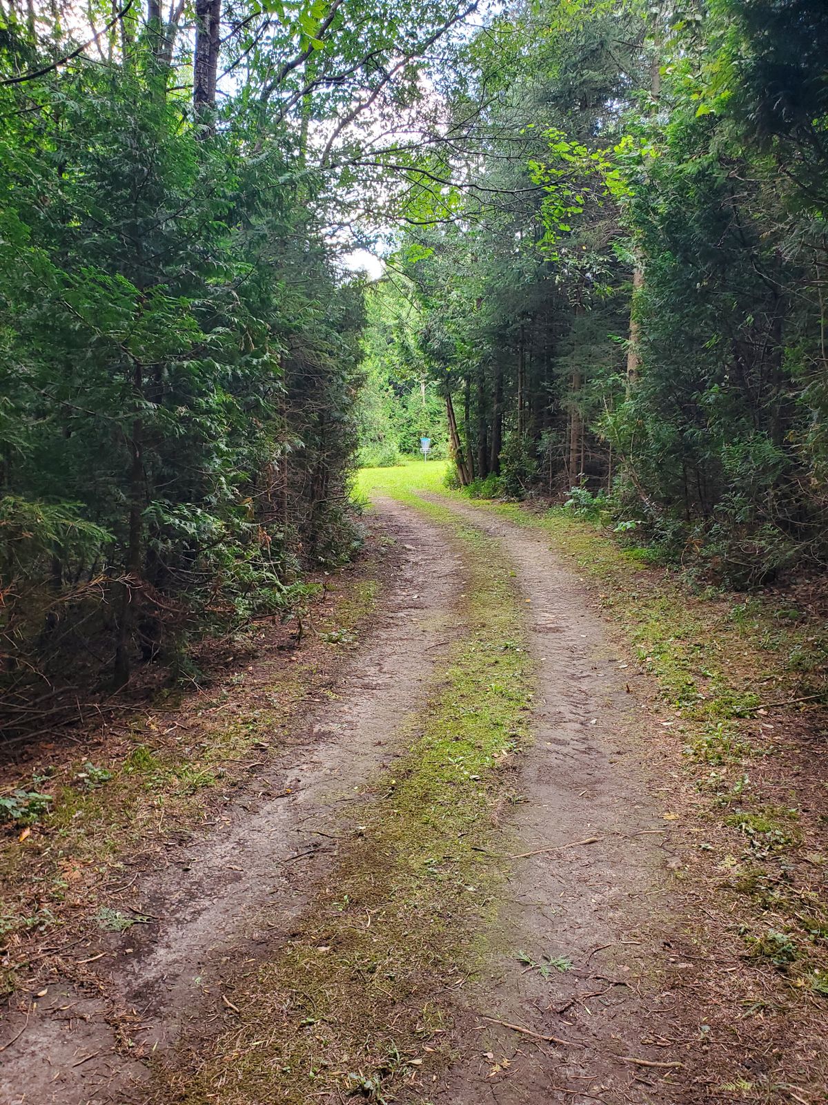 Hole 5 basket