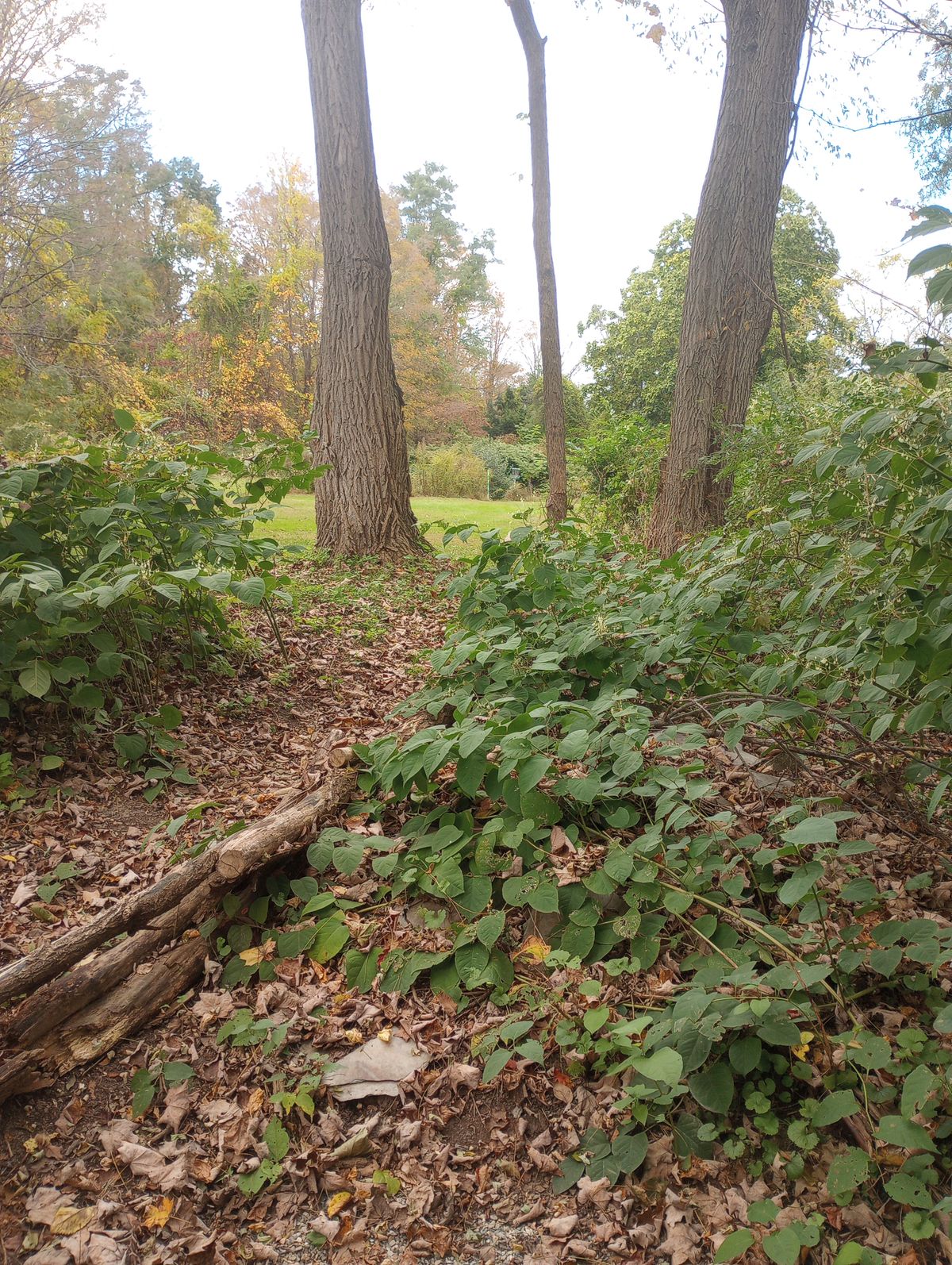 Tee Early Fall
